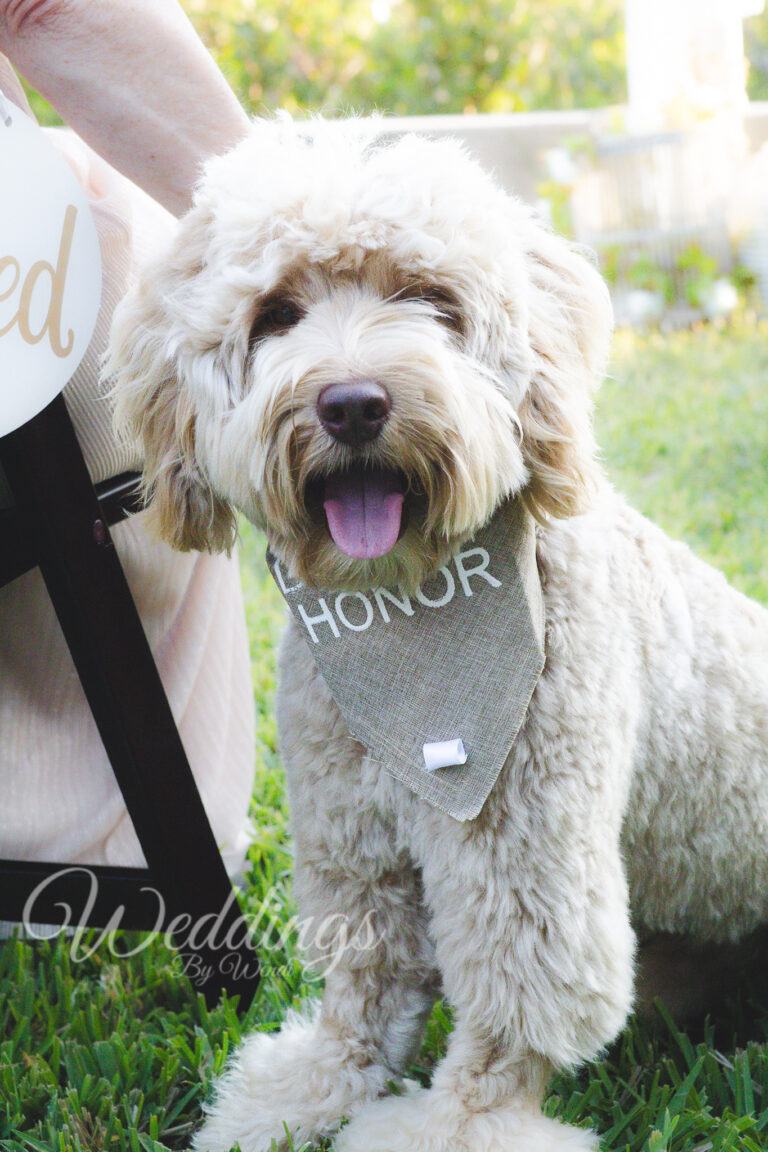 Full Wedding Planning - Weddings By Wendi a dog with a scarf around its neck